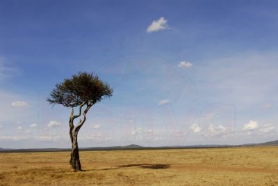 Plains of Maasai Mara